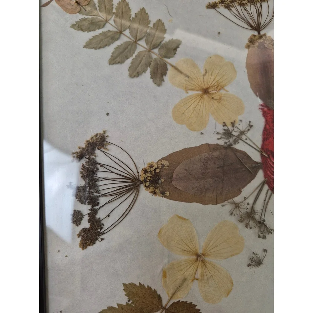 Pressed Flower Botanical Art Framed Red Cardinal Bird Wall Decor 12.5x12.5